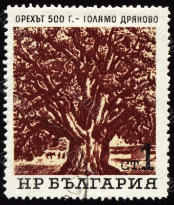 Old 500-years nut-tree in Golyamo-Dryanovo on post stamp