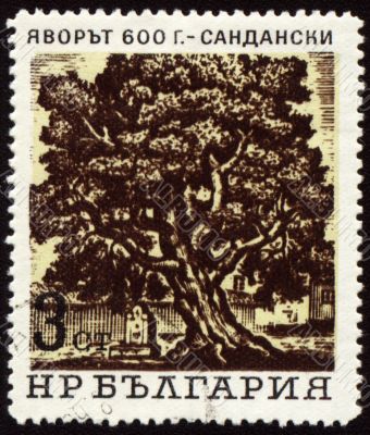 Old 600-years tree in Sandanski on post stamp