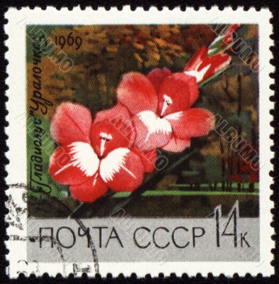 Red gladiolus on post stamp