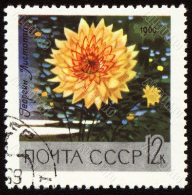 Yellow dahlia on post stamp