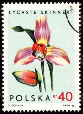 Orchid Lycaste Skinneri on post stamp