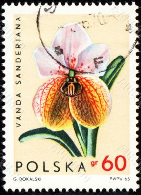 Orchid Vanda Sanderiana on post stamp