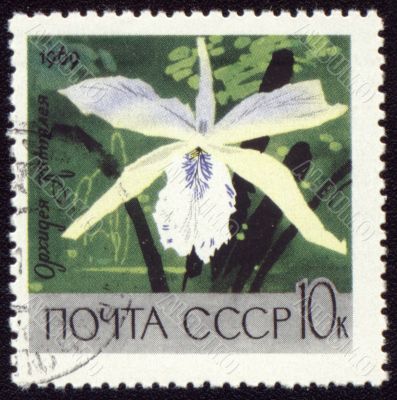 White orchid on post stamp