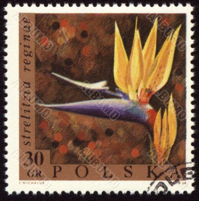 Strelitzia reginae on post stamp