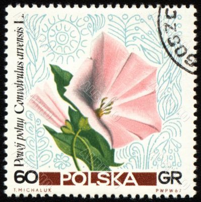 Convolvulus on post stamp