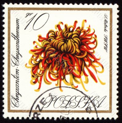 Chrysanthemum on post stamp