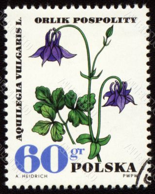 Aquilegia vulgaris on post stamp