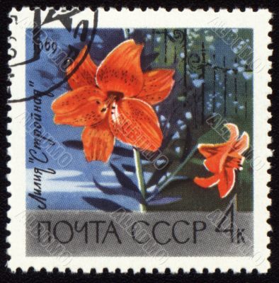 Orange lily on post stamp