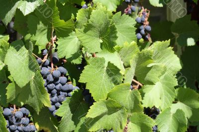 blue grapes