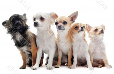 five chihuahuas