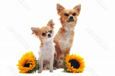  chihuahuas and sunflowers