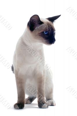 Siamese kitten