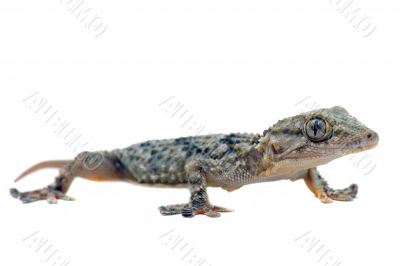 Tarentola mauritanica