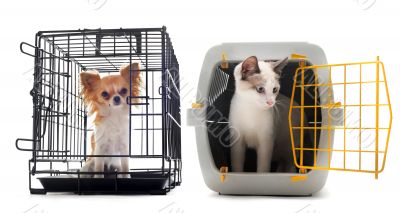 chihuahua and cat in kennel