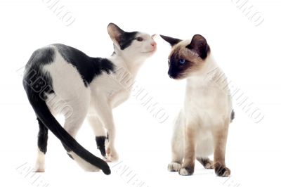 oriental and siamese cat