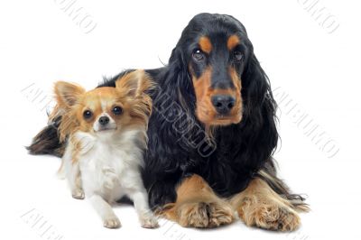english cocker and chihuahua