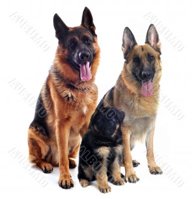 german shepherds and puppy