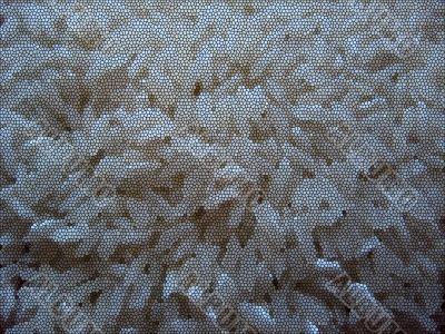 Background from rice