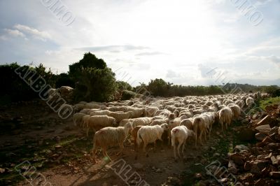 Sheep on rural road