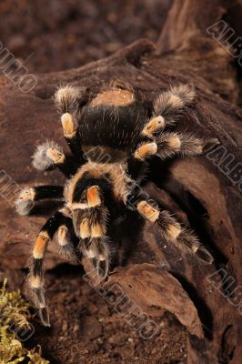 Redknee Spider