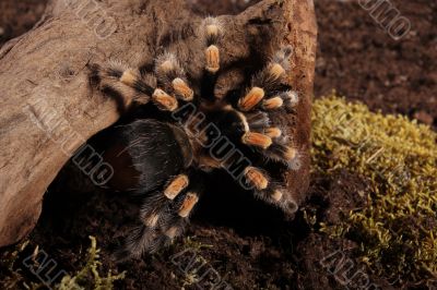 Redknee Spider