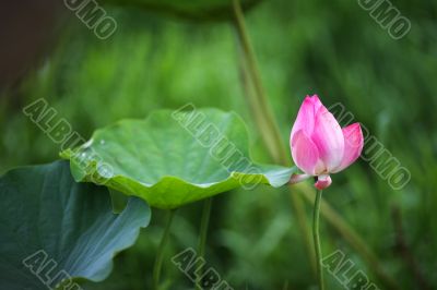 Lotus flower