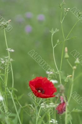  Red poppies