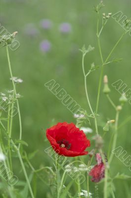  Red poppies