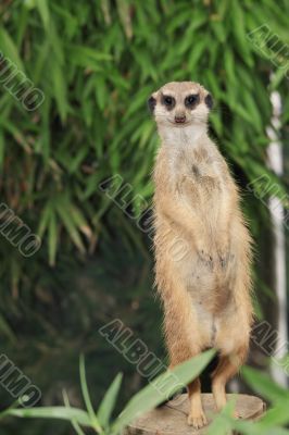 suricate portrait