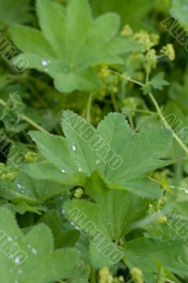 Green sheet with drop