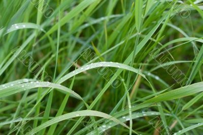 Green herb with dewdrop