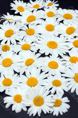 Camomile on dark gray background