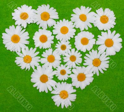 Camomile heart on green background