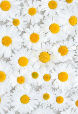 Background from camomile