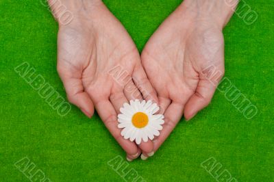 &Ntilde;amomile in hand