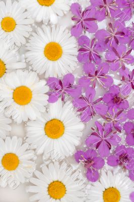 Daisywheels and violet flower