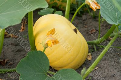 Yellow pumpkin grows on land