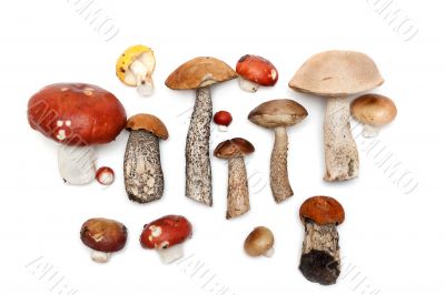 Different mushrooms