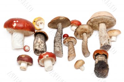 Different mushrooms