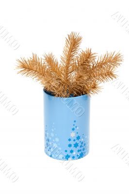 Golden branch fir tree