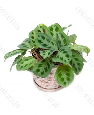 Green home flower in pot