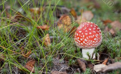 Poisonous red mushroom