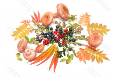 Sheet, mushroom, still life