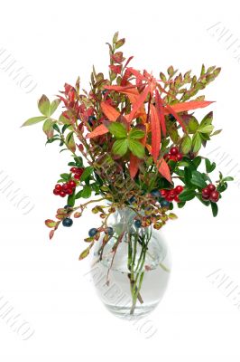 Branches of the whortleberry and cowberries