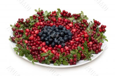 Cowberry and whortleberry on plate