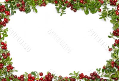 Frame from of the cowberry 