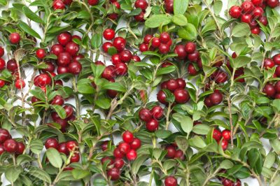 Cowberry by background