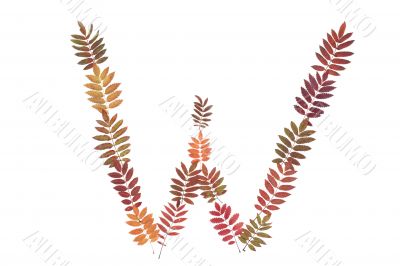 Letter of the alphabet W