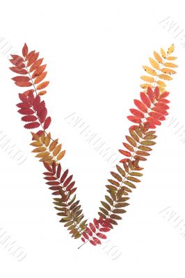 Letter of the alphabet V