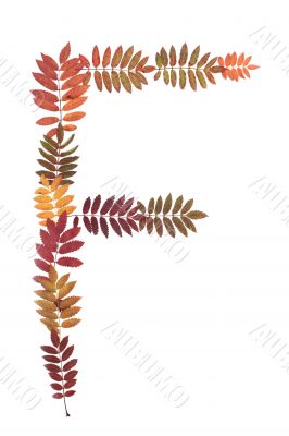 Letter F from alphabet